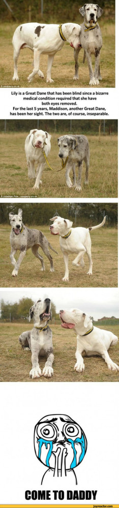 Funny Great Dane Jokes