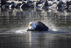 bald eagle baths in the Squamish River in Squamish, British Columbia ...