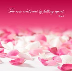 The rose celebrates by falling apart.