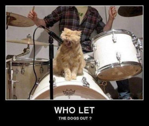 Funny cats help the musicians very much