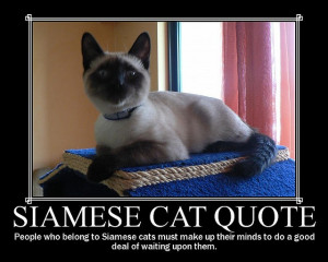 ... cats have to know that they are very high maintenance cats!! LOL
