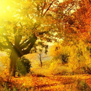 10 Beautiful Autumn Quotes