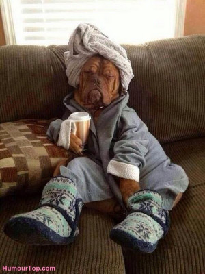 Photo marrante d'un chien très rigolo qui dort avec des habits de ...