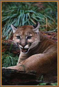 Cougar Animal Pcwallpapers