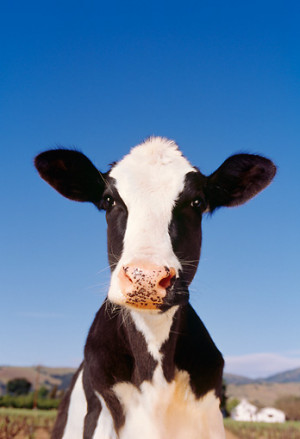 Dairy Cow Quotes