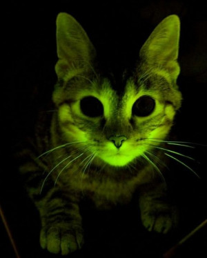 ... additional benefit genetically engineered animals glow friggin dark