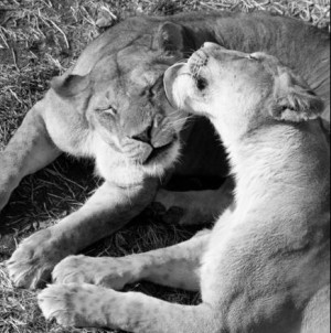 Snuggling Quotes Lions snuggle to bond together