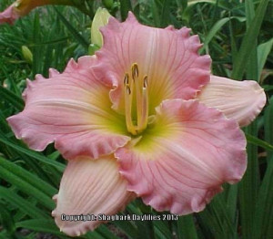 Daylily Quotes Stop...