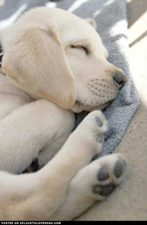 pinterestSleeping yellow Lab puppy, so sweet :)Original Article