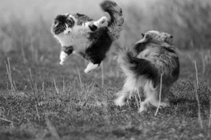 Karate Kittens Action Video