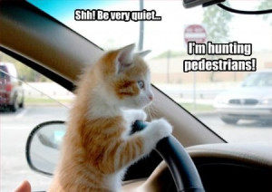 Funny Kitten Quotes Funny-pictures-kitten-hunts- ...