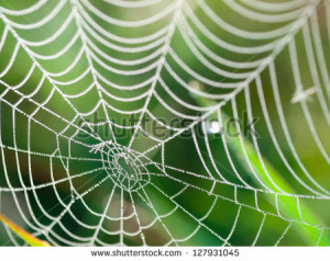 The Spider Web Cobweb Closeup