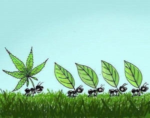 lol marijuana funny marijuana users cartoon