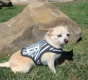 your Vest - Adopt Me - Therapy Dog - Deaf Dog - Blind Dog - Rescue Dog ...