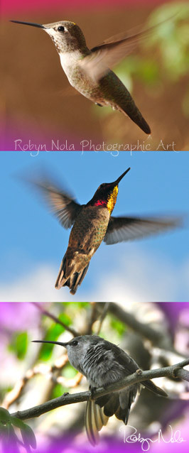 love hummingbirds copy