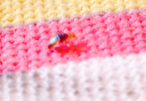 Don't Let the Bed Bugs Bite