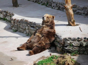Lazy bear - Image