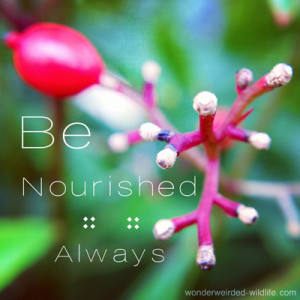 Motivational Picture Quotes with a macro shot of a primrose flower in ...