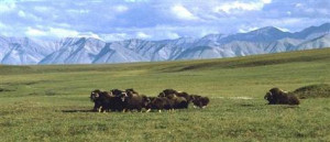 1002 AREA ARCTIC NATIONAL WILDLIFE REFUGE