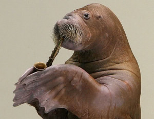 The Image Reminds Walrus