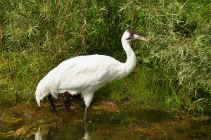 Whooping Cranes Crane Pictures Facts