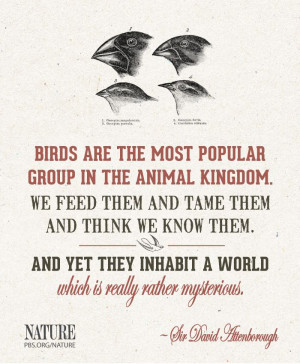 David Attenborough quote