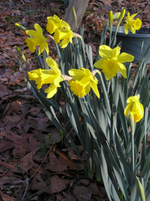 Daffodils Poem Meanings William Wordsworth picture