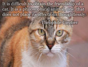 Quotes About Cats And Friendship the friendship of a cat