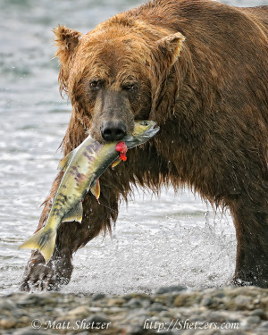 Large Grizzly Bear Walking with Salmon