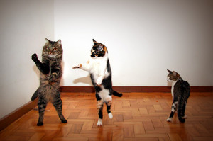 Dancing cats