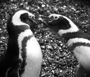 Beginning quotes are from Katie Makkai- Pretty .