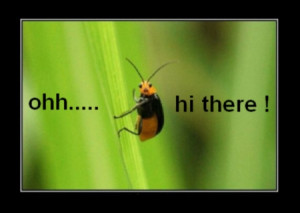 bug | funny-pics.co