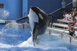 ... Inside the Abduction of Tilikum, the Whale That’s Killed Three Times
