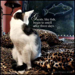 Cute Kitten Quotes Kitty wisdom quote -guests