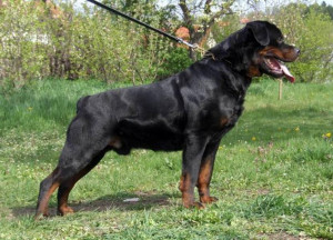 Related Pictures animal dog rottweiler clever