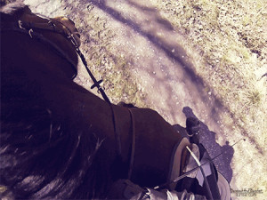 race hunter show jumping hunter jumper barn riding eq Slow Motion ...