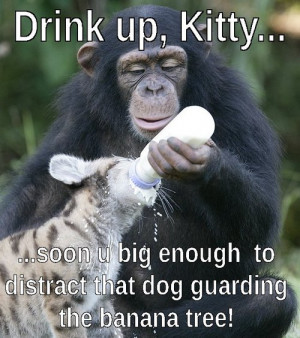 ... for this image include: monkey cat meme, dog, drink, guard and kitty