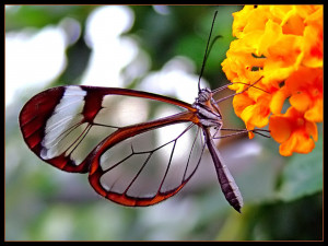 Butterfly – The Most Beautiful Insect