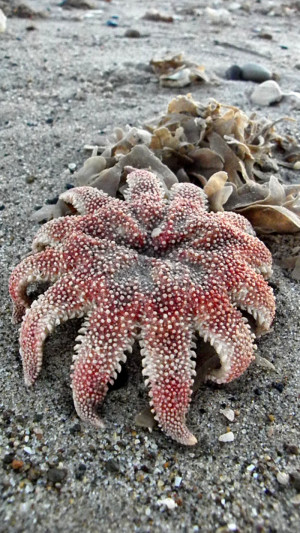 12 Fingered Starfish Frozen on Skegness Beach