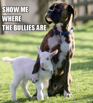 bullies, cute, dog, lamb