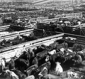 Union Stock Yards, Chicago, photographed by Underwood and Underwood ...