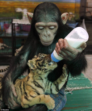 Maternal instinct: A two-year-old chimpanzee called Do Do feeds milk ...