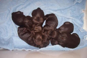 boykin spaniel Images and Graphics