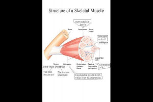 About 'Antagonist_(muscle)'
