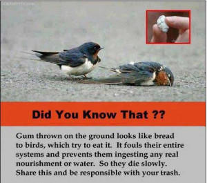 Can Birds Die From Eating Discarded Gum?