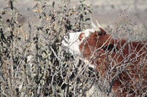 This cattle doesn't care that the cactus plant has sharp thorns!