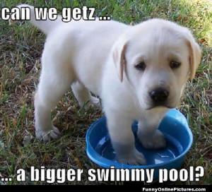 funny meme picture of a super cute puppy wanting a bigger swimming ...