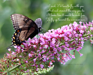 Butterfly Poems Inspiration
