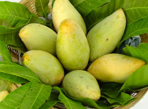 Phitsanulok mango fruits