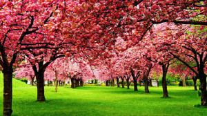 Beautiful Nature Photography Tumblr 3-nature-photography-cherry-tree ...